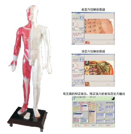 ZRZY-ZJ170E光電感應多媒體人體針灸穴位發光模型